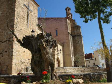 Uno de los olivos recientemente plantados