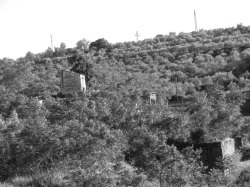 bosque de la mina bn