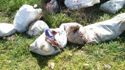 restos animales muertos